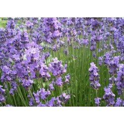 Photo d'un Diva' Fleurs compactes odorantes
