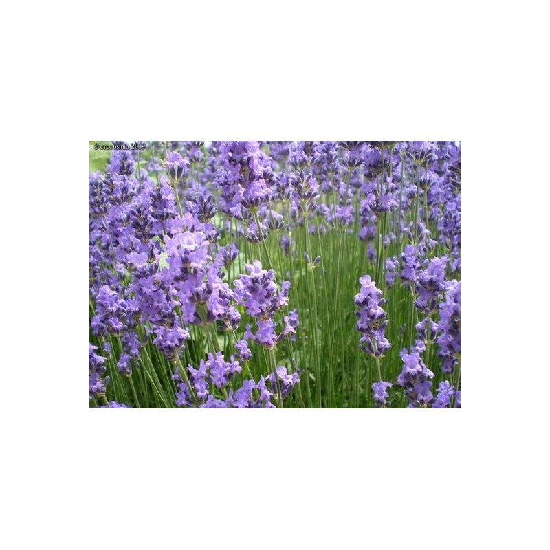 Photo d'un Diva' Fleurs compactes odorantes