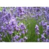 Photo d'un Diva' Fleurs compactes odorantes
