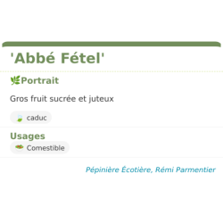 Fiche descriptive de Abbé Fétel