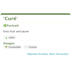 Fiche descriptive de Curé