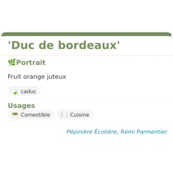 Fiche descriptive de Duc de bordeaux