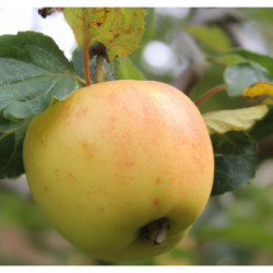Photo d'un Draps d’Or Fine Délicate Jaune