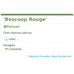 Fiche descriptive de Boscoop Rouge