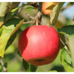 Photo d'un Court pendu rouge Pomme résistante productive