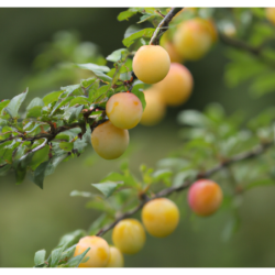 Photo d'un Mirabelle de Nancy Fruit jaune rosé