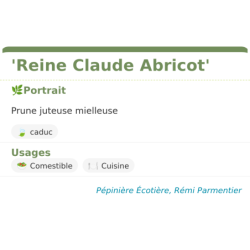 Fiche descriptive de Reine Claude Abricot