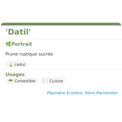 Fiche descriptive de Datil