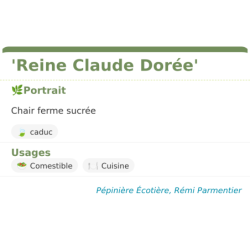Fiche descriptive de Reine Claude Dorée