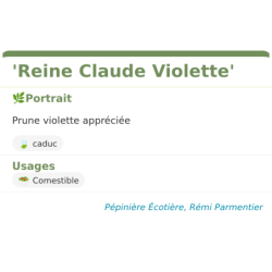 Fiche descriptive de Reine Claude Violette