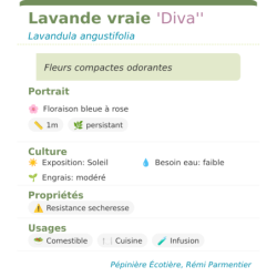 Fiche descriptive de Lavande vraie Diva