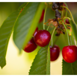 Photo d'un Fille de juin Cerise lumineuse croquante
