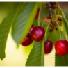Photo d'un Fille de juin Cerise lumineuse croquante