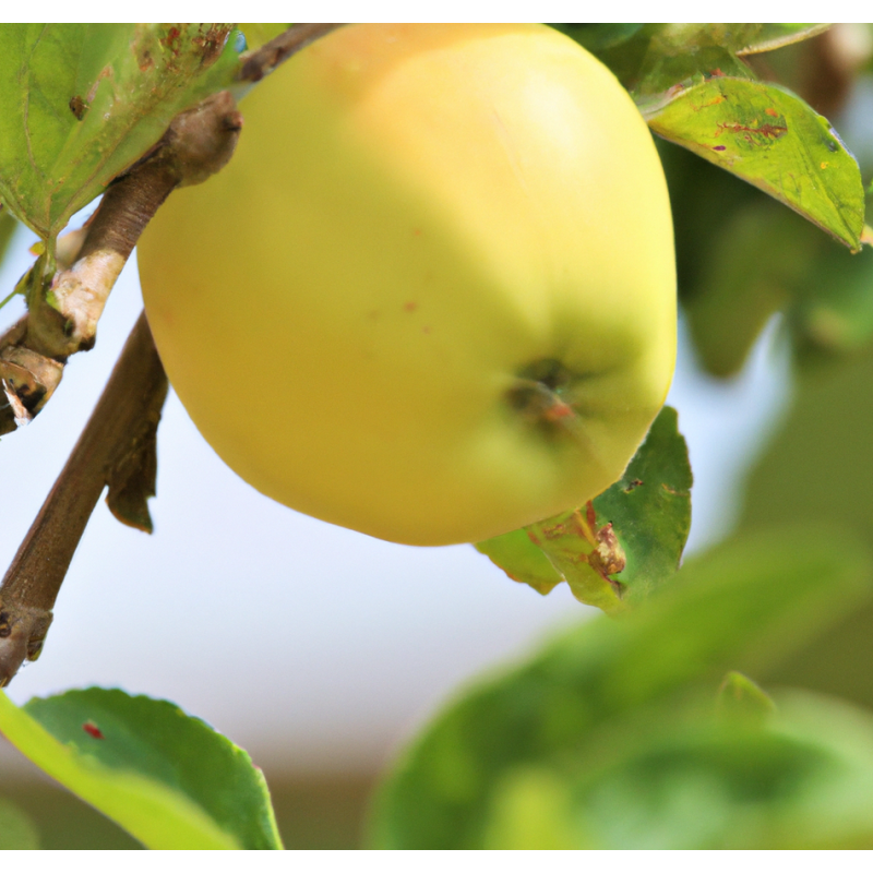 Photo d'un Belle Fleur Jaune Fruits gros délicieux