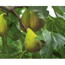 Photo d'un Précoce de Dalmatie Figues douces juteuses