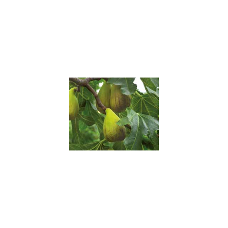 Photo d'un Précoce de Dalmatie Figues douces juteuses