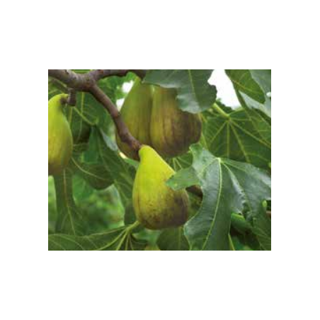 Photo d'un Précoce de Dalmatie Figues douces juteuses