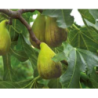 Photo d'un Précoce de Dalmatie Figues douces juteuses