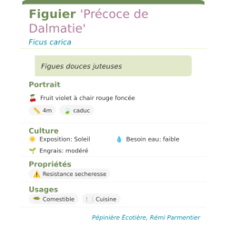 Fiche descriptive de Figuier Précoce de Dalmatie