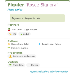 Fiche descriptive de Figuier Rosce Signora