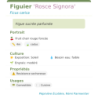 Fiche descriptive de Figuier Rosce Signora