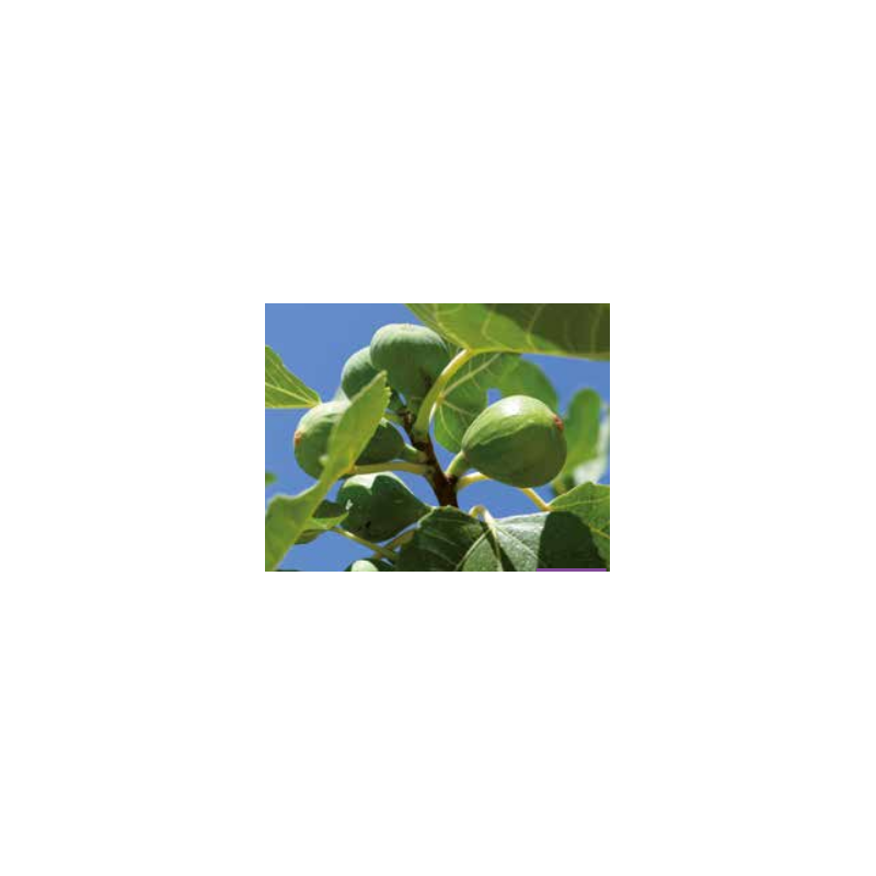 Photo d'un Madeleine 2 saisons Figues douces texture fondante
