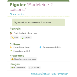 Fiche descriptive de Figuier Madeleine 2 saisons
