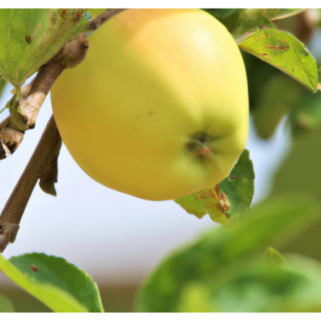 Photo d'un Belle Fleur Jaune Fruits gros délicieux