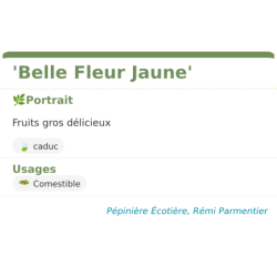 Fiche descriptive de Belle Fleur Jaune