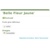 Fiche descriptive de Belle Fleur Jaune
