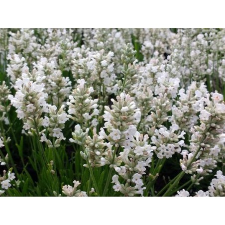 Photo d'un Edelweiss’ Fleurs blanches bleutées