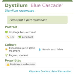 Fiche descriptive de Dystilum Blue Cascade
