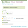 Fiche descriptive de Dystilum Blue Cascade