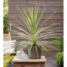  tropicale