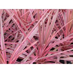 Photo d'un Banksii Paso Doble® Panachée rose