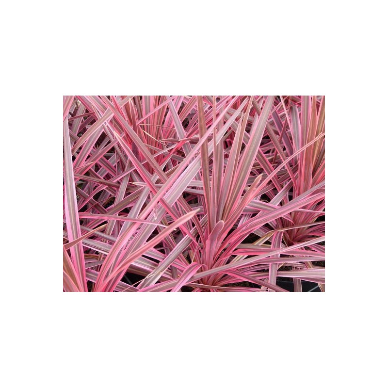 Photo d'un Banksii Paso Doble® Panachée rose