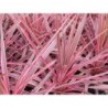 Photo d'un Banksii Paso Doble® Panachée rose