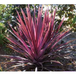  tropicale