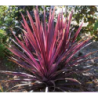  tropicale