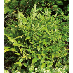 Photo d'un Magical® Lemon lime Feuillage changeant