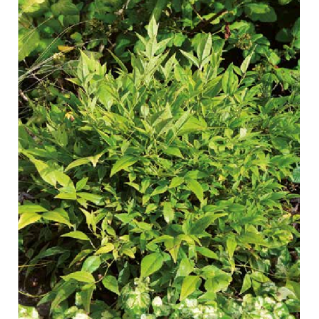 Photo d'un Magical® Lemon lime Feuillage changeant