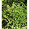 Photo d'un Magical® Lemon lime Feuillage changeant