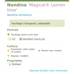 Photo d'un Magical® Lemon lime Feuillage changeant