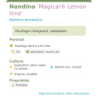 Photo d'un Magical® Lemon lime Feuillage changeant