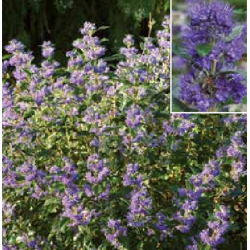 Photo d'un Grand Bleu® Innoveris Fleurs bleues intenses