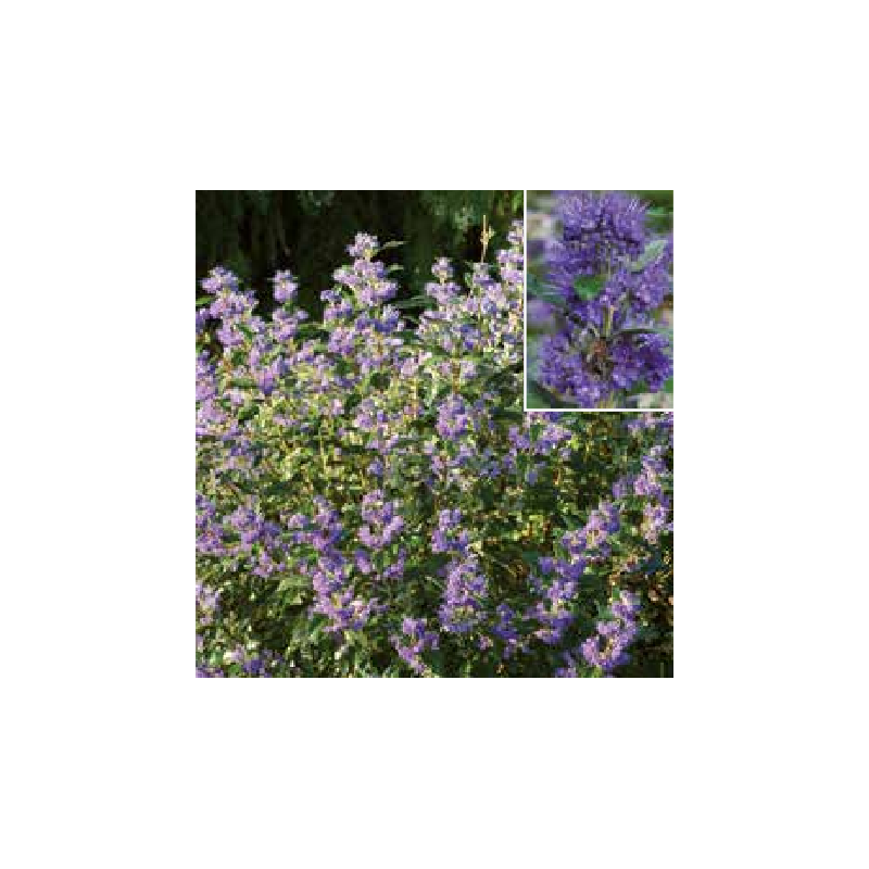Photo d'un Grand Bleu® Innoveris Fleurs bleues intenses