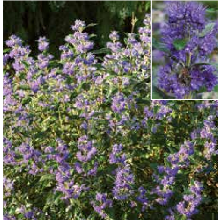 Photo d'un Grand Bleu® Innoveris Fleurs bleues intenses
