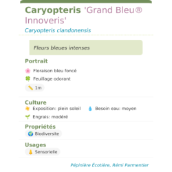 Fiche descriptive de Caryopteris Grand Bleu Innoveris