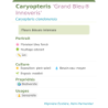 Fiche descriptive de Caryopteris Grand Bleu Innoveris