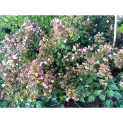 Photo d'un Raspberry Profusion® Feuillage brillant